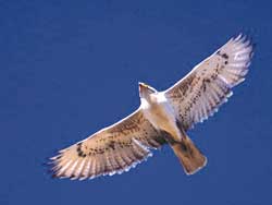 ferruginous hawk